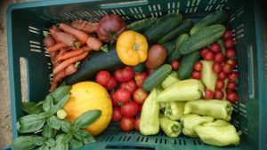 Větší výživová hodnota a méně toxinů v BIO zelenině