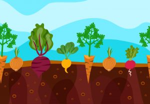 Organická hnojiva - kompost