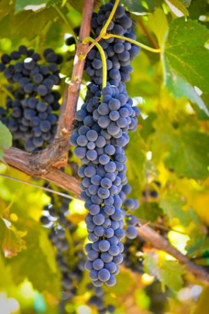 Biologická ochrana viniča