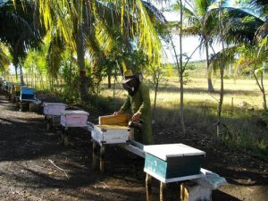 Kubánske včelárčenie